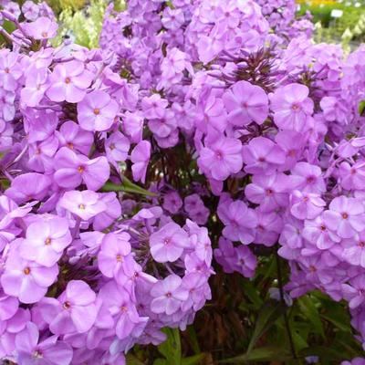 floks, vlambloem - Phlox maculata 'Rosalinde'