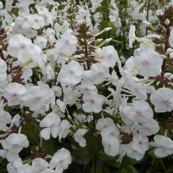 Phlox maculata 'Schneelawine'