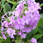 Phlox paniculata 'Jeana' - Vlambloem / Flox