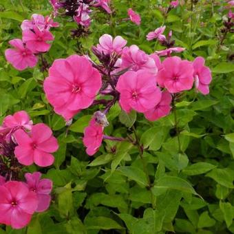 Phlox paniculata 'Tenor'