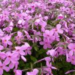 Phlox stolonifera 'Home Fires' - Kruipphlox