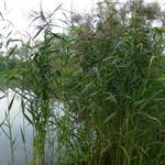 Phragmites australis - Riet