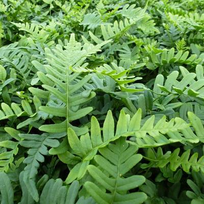 Polypodium vulgare - Gewone eikvaren