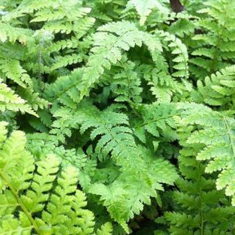 Polystichum setiferum