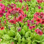 Primula japonica 'Miller's Crimson' - Sleutelbloem