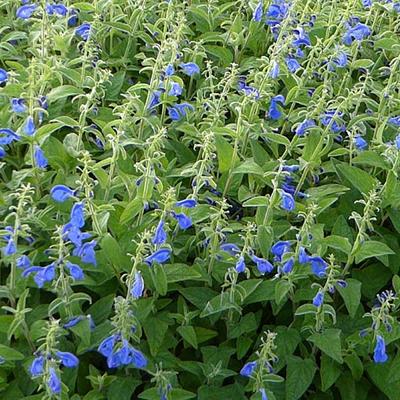 Mexicaanse salie - Salvia patens 'Royal Blue'