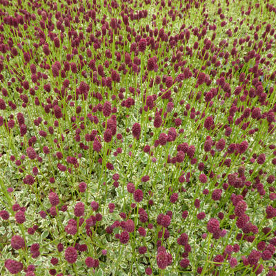 Kleine pimpernel - Sanguisorba minor 'Little Angel'