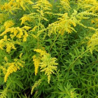 Solidago shortii