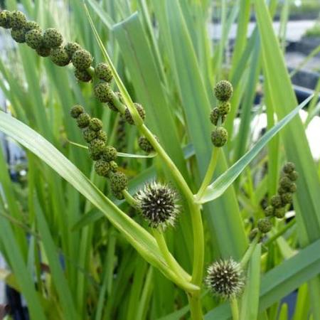 Grote Egelskop Sparganium Erectum Waterplanten Planten Online Kopen Tuinadvies