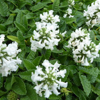 Stachys officinalis 'Alba'