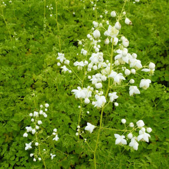 Thalictrum delavayi 'Album'