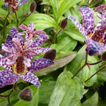 Tricyrtis hirta 'Miyazaki' - Paddenlelie / armeluisorchidee