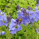 Ereprijs - Veronica austriaca subsp. teucrium 'Royal Blue'