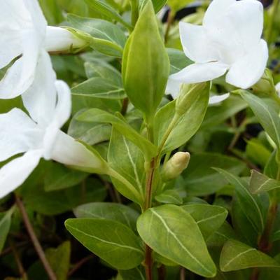 Grote maagdenpalm - Vinca major 'Alba'