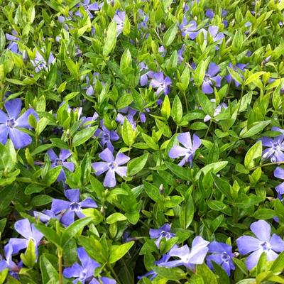 Kleine maagdenpalm - Vinca minor 'Josephine'