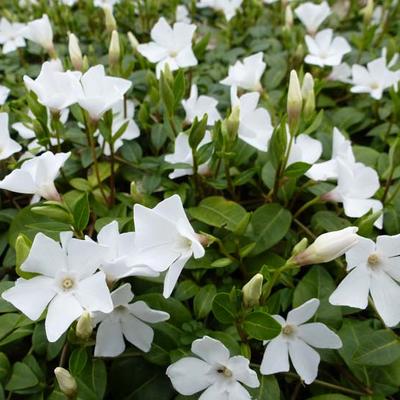 Kleine maagdenpalm - Vinca minor 'White Power'