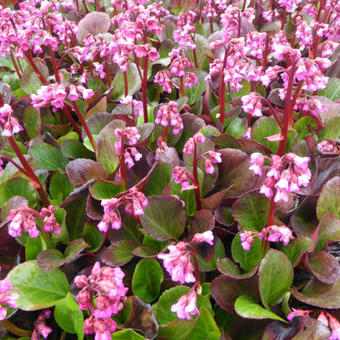 Bergenia 'Bressingham Ruby'