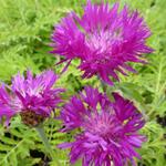 Centaurea dealbata 'Steenbergii' - Korenbloem