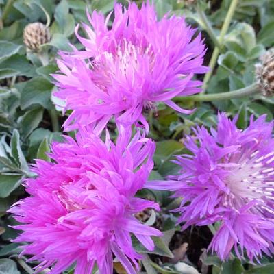 Korenbloem - Centaurea hypoleuca 'John Coutts'