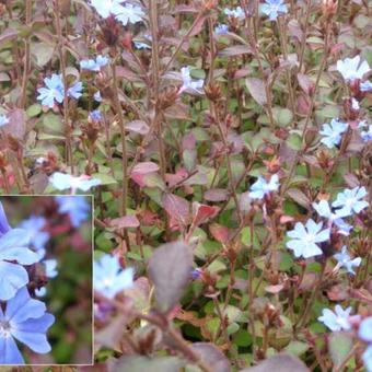 Ceratostigma griffithii