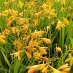 Crocosmia x crocosmiiflora 'George Davidson' - Montbretia - Crocosmia x crocosmiiflora 'George Davidson'