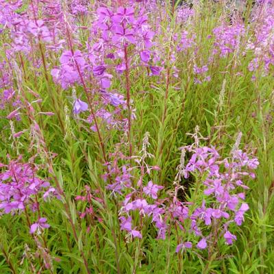 Epilobium angustifolium - Bastaardwederik, Knikkend wilgenroosje