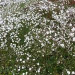 Gypsophila paniculata 'FESTIVAL White' - Gipskruid