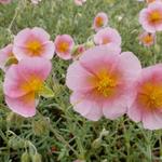 Helianthemum 'Rhodanthe Carneum' - Zonneroosje - Helianthemum 'Rhodanthe Carneum'