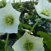 Nieskruid - Helleborus orientalis 'White LADY'