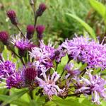 Vernonia crinita - Vernonia