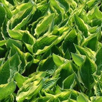 Hosta 'Fisher Cream Edge'