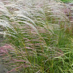 Miscanthus sinensis 'Kleine Fontäne' - Prachtriet