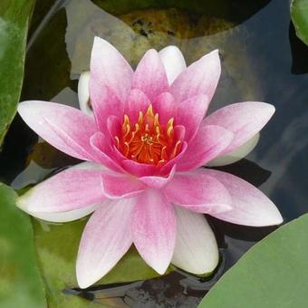 Nymphaea 'Masaniello'