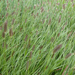 Pennisetum massaicum 'Red Buttons' - Lampenpoetsersgras