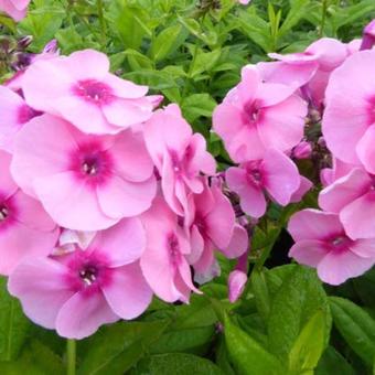 Phlox paniculata 'Jeff's Pink'