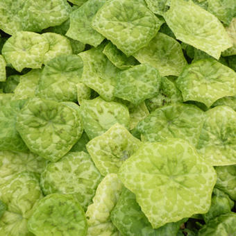 Podophyllum kaleidoscope