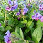 Pulmonaria angustifolia 'Azurea' - Longkruid - Pulmonaria angustifolia 'Azurea'