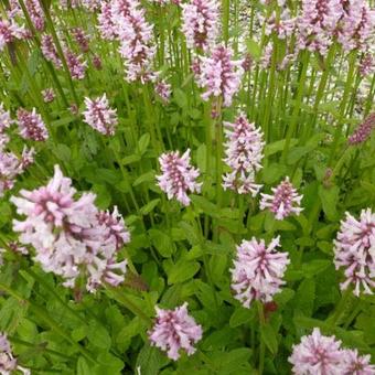 Stachys monieri 'Rosea'