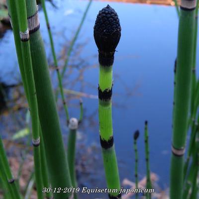 Japanse holpijp - Equisetum japonicum