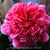 Camellia japonica 'Volunteer'