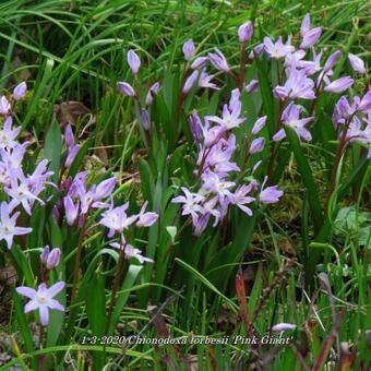 Chionodoxa forbesii 'Pink Giant'