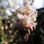 Ribes sanguineum 'Tydemans White' - Siertrosbes