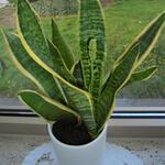 Sansevieria trifasciata var. laurentii - Vrouwentongen