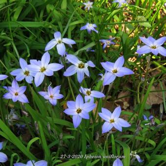 Ipheion uniflorum