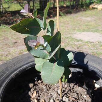 Eucalyptus neglecta