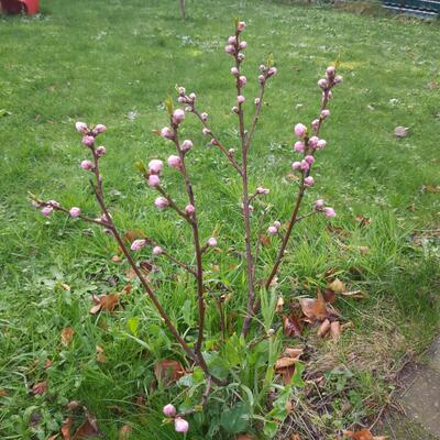 Perzikboom,  Paraquayos, Wilde bosperzik, Peches platte, Peentoo, Chato - Prunus persica 'Saturne'