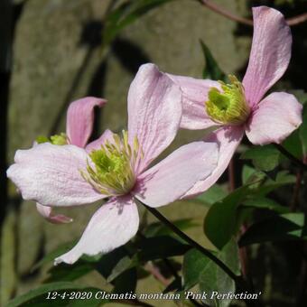 Clematis montana 'Pink Perfection'