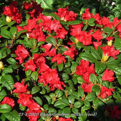 Tuinazalea - Rhododendron mollis (rood)