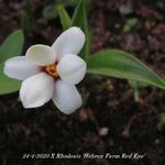 X Rhodoxis 'Hebron Farm Red Eye' - Rapsterretjes