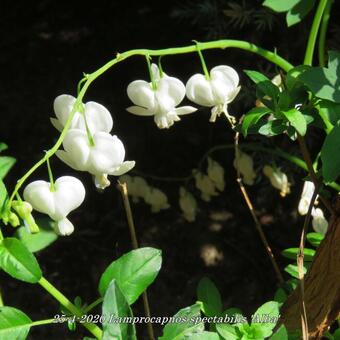 Lamprocapnos spectabilis 'Alba'